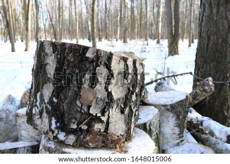 Birch stump standing on other such snow-covered stumps against the background of the winter forest. The photo was taken in natural daylight.