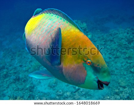 The Mediterranean sea is incredibly beautiful and rich. A variety of marine reef and fish. Parrot fish.