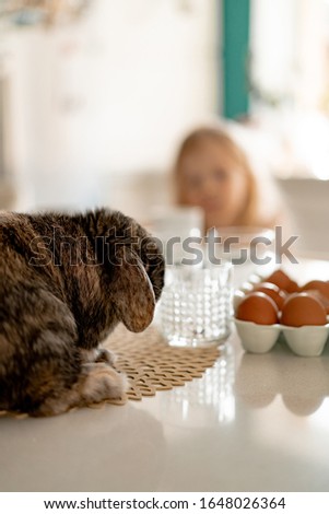 Easter bunny, colored eggs, preparation for the holiday Easter.