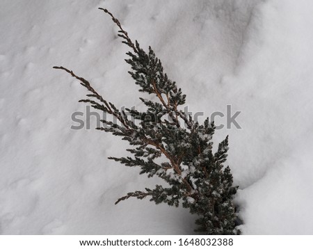 Decorative blue juniper bush in the garden in winter against the background of snow. Beautiful evergreen plant for landscape design.