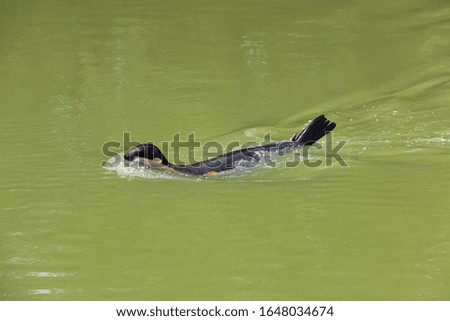 Sea lion eating a carp