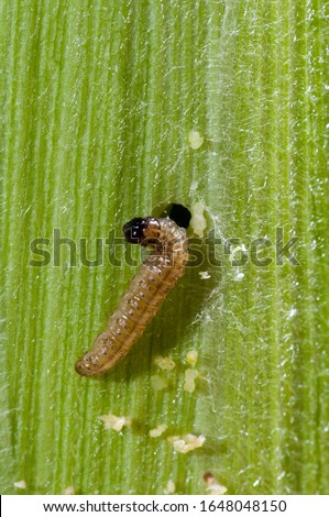Vadnais Heights, Minnesota.  European corn borer larva (Ostrinia nubilalis) chewing his way through an ear of corn.   