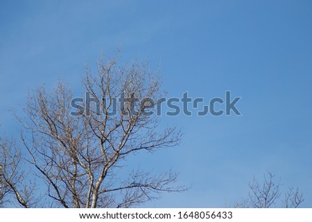 Large canopy of poplar trees in the winter sun. 