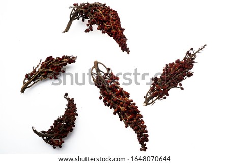 Sumy seeds on a branch. On white background.