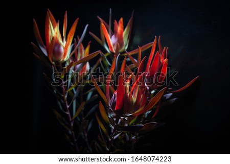 Red flowers of Leucadendron branch with backlight on the black background