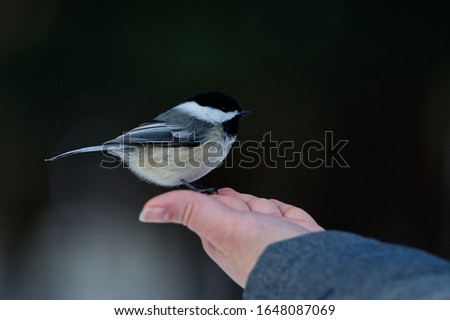 A Black-capped Chickadee (Poecile atricapillus) perched on a human hand