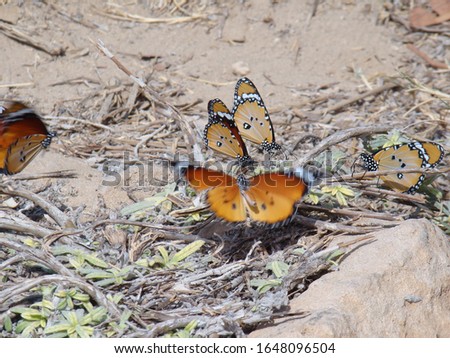  butterfly in king farouk garden in alexandria