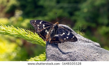 beautiful butterfly in black and yellow-white shades on a spruce branch on a hot summer day in park.