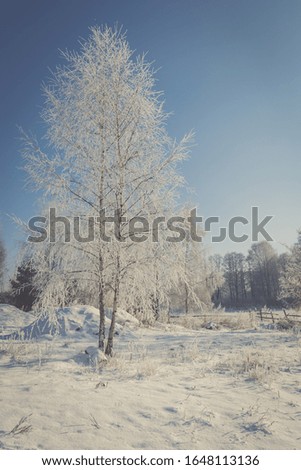 Frozen tree on winter field and blue sky.Europe