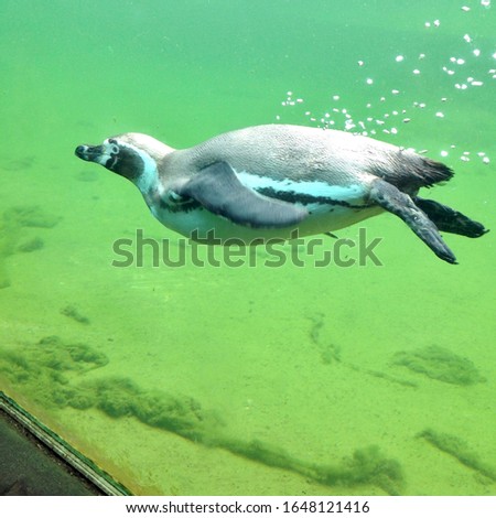 Penguin swimming in green water 