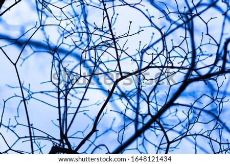 Abstract background with dark silhouettes of tree branches against the light blue sky. Trees in the cloudy evening sky. A picture with tree branches on different planes at dusk.
