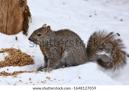 Tree squirrels.Many juvenile squirrels die in the first year of life. Adult squirrels can have a lifespan of 5 to 10 years in the wild. Some can survive 10 to 20 years in captivity
