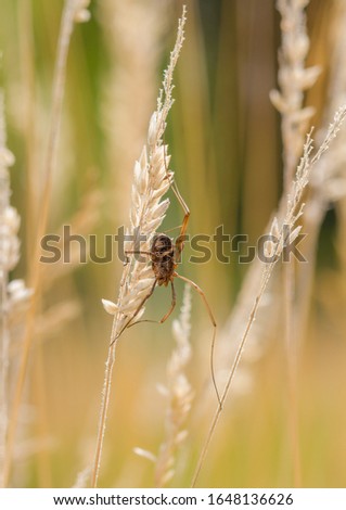 Phalangium opilio - harvestman  in the meadow grass - female