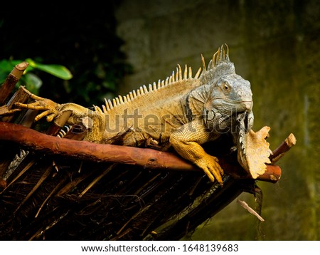 Bearded iguana (Lesser Antillean iguana) on the tree branch