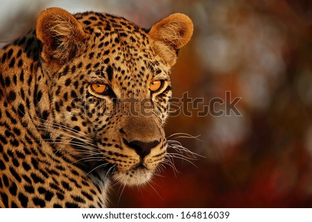 Young Male Leopard Royalty-Free Stock Photo #164816039
