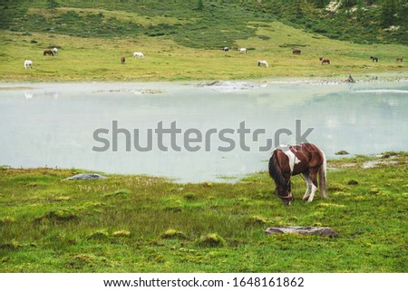Pinto grazes in meadow near river in mountain valley. Piebald horse on grassland near mountain lake. Herd on opposite river bank. Many horses on far shore of lake. Beautiful landscape with horses.