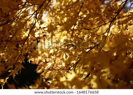 Yellow Fall maple leaves in a small tree with the sun beaming through it.