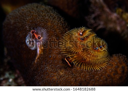 Christmas Tree Worms on the stony coral in Bonaire, Netherlands. The scientific name is Spirobranchus giganteus.  Royalty-Free Stock Photo #1648182688