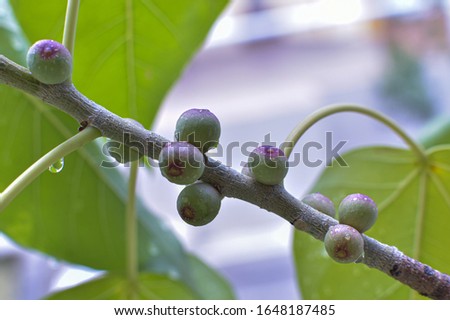 bodhi seed and leaves, plant growing 