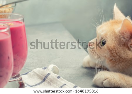 Cream cat looks at glasses of fruit yogurt on a table