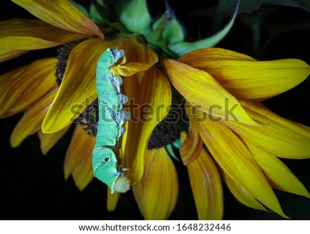 Film grain. Noise. Blurred. Not in focus. Caterpillar on the sunflower at night