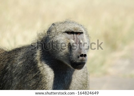Baboon omnivorous mammal herbivore African