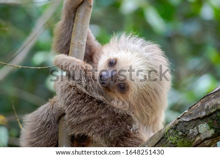 A 3 month old 2 toed sloth sitting up on a branch.