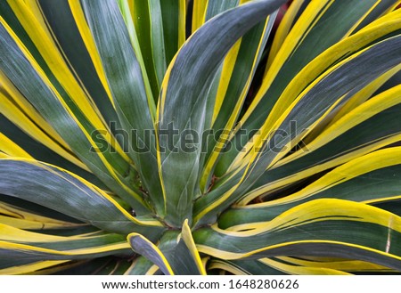 thick tree leaves and attractive colors