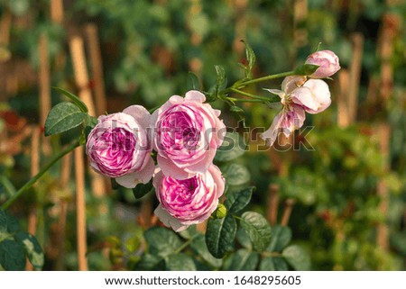Blurred image and defocused of pink rose on tree in rose garden blooming on daytime.

