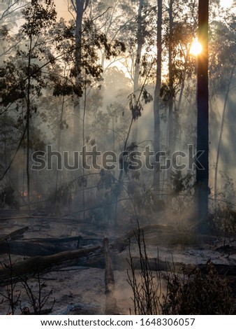 Australian bush fires with fire fighters