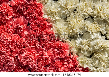 Beautiful sweet pink and white blooming decorating flowers as texture background