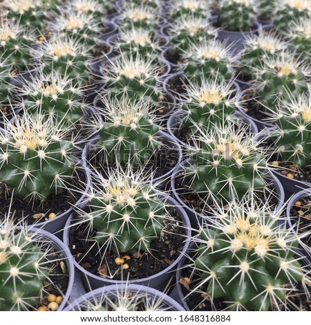 an army of little cactus. 