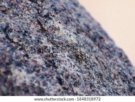 A Rock colored spider hidden in this picture