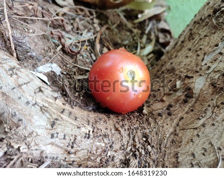 A fresh tomato fall under a tree with rain drops