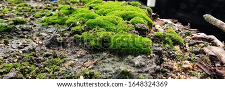 Minimalism. Green moss closeup image stock photo