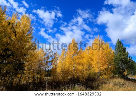 Beautiful landscapes of the Forest  in Grand Teton National Park, Arizona, USA