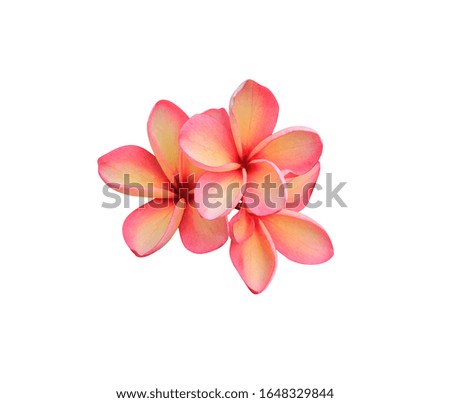 Plumeria, Frangipani, Temple tree, Graveyard Tree, Close up yellow-pink bouquet Frangipani flowers isolated on white background. with clipping path