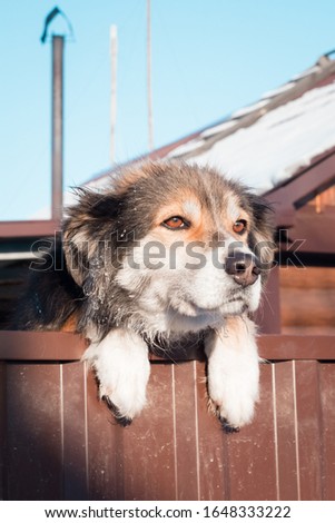 Dog guard on fence. Watchman. 