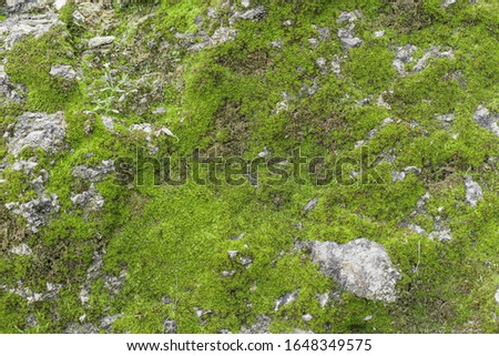 Texture of an ancient wall covered with green moss. Photographed in close-up. Macro photo of moss on a stone wall