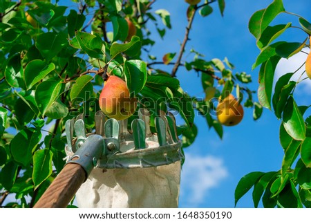 Pear harvesting with fruit picking device from high tree. concept of harvest and fruit collection with fruit trees.