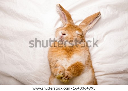 Funny rabbit sleeps on white blanket in the bed. Easter surprise 