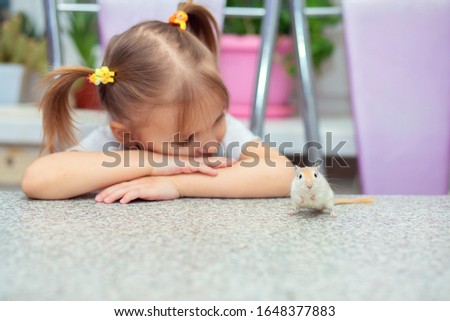 Little cute girl plays at a table with a gerbil. Pets with children