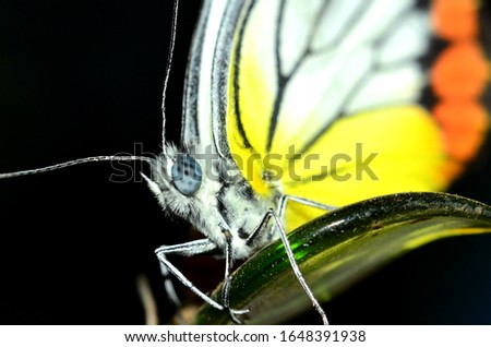 Beautiful butterfly with yellow color