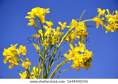 beautiful yellow flowers of mustard. blue sky in the background. selective focus