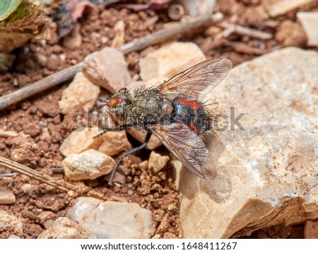 Hedgehog fly in a natural environment. Tachina fera.