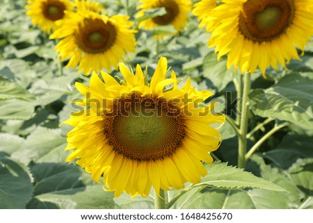 
Sunflowers are blooming in the sun.