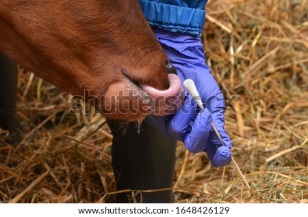 Taking a mucus sample from nostrils of a calf. Protective glove and a cotton swab on hand. Diagnosing Mycoplasma bovis. Nasopharyngeal  swab. The nasal swap. Sample collection Royalty-Free Stock Photo #1648426129