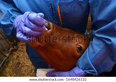 Taking a mucus sample from nostrils of a calf. Protective glove and a cotton swab on hand. Diagnosing Mycoplasma bovis. Nasopharyngeal  swab. The nasal swap. Sample collection Royalty-Free Stock Photo #1648426132