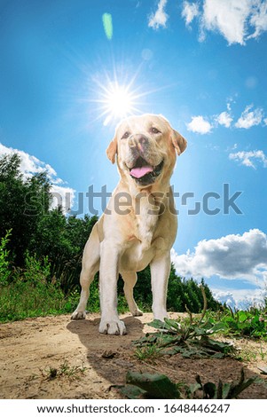 Cute healthy yellow Labrador Retriever dog with tongue out standing on pathway on forest glade with blue sky and sun shining in background