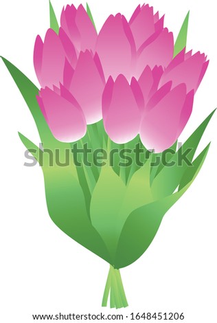 The illustration of tulip (flower)